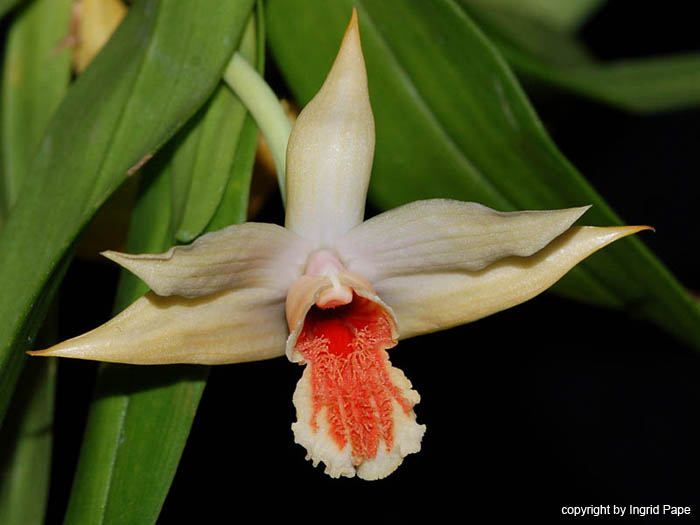 Dendrobium_schrautii