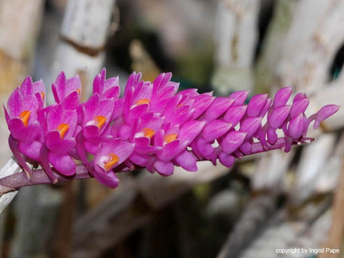 Dendrobium_secundum