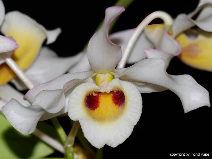 Dendrobium_signatum