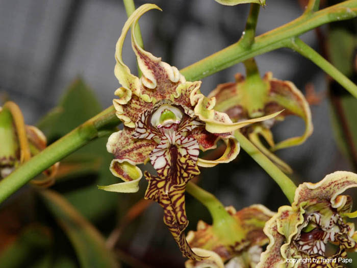 Dendrobium_spectabile