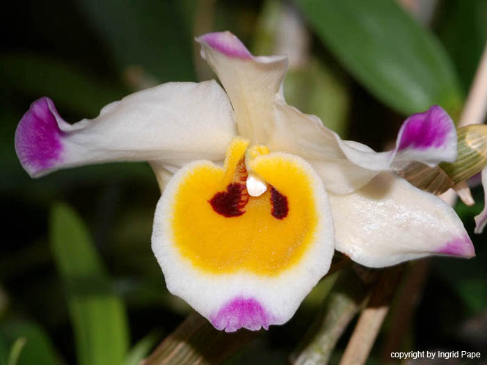 Dendrobium_wardianum