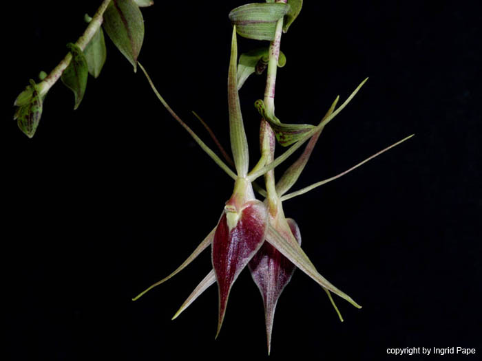 Epidendrum_escobarianum