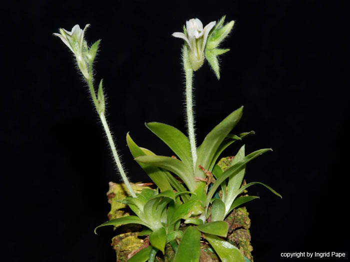 Lankestrella_oligantha2