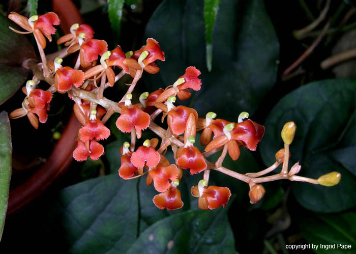Liparis_latifolia