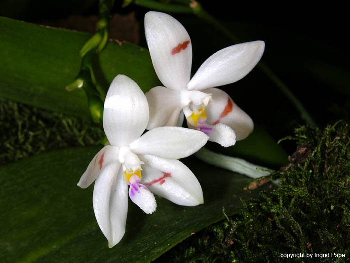 Phalaenopsis_tetraspis