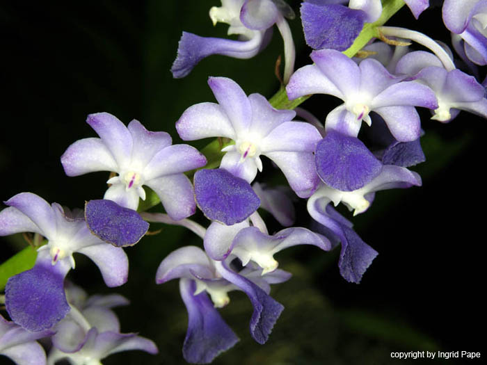Rhynchostylis_coelestris