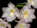 Clowesia_rosea