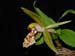 Coelogyne_schilleriana