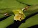 Dendrobium_anceps