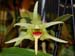Dendrobium_ayubii