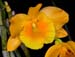 Dendrobium_chryseum