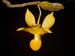Dendrobium_chrysocrepis