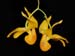 Dendrobium_chrysocrepis2