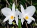 Dendrobium_infundibulum