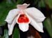 Dendrobium_multilineatum