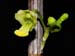 Dendrobium_parcum