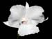 Dendrobium_parthenium