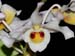 Dendrobium_signatum