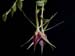 Epidendrum_escobarianum