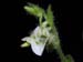 Lankestrella_oligantha
