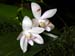 Phalaenopsis_tetraspis