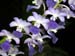 Rhynchostylis_coelestris