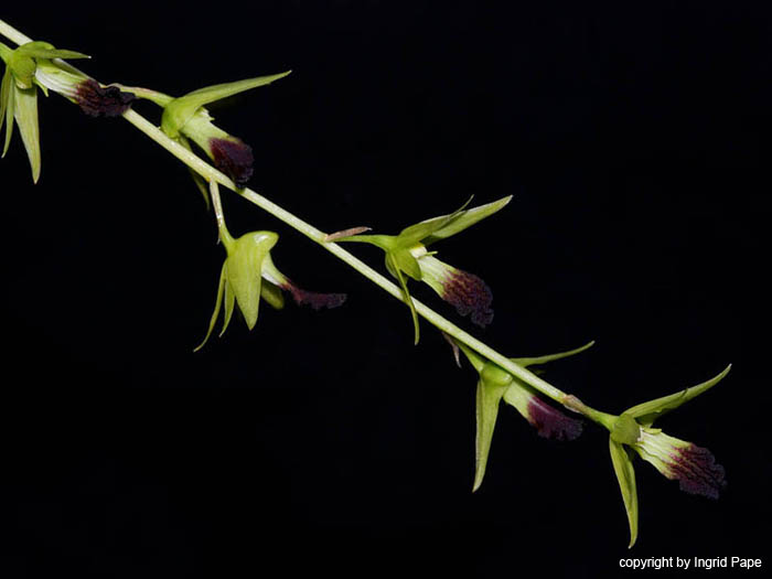 Dendrobium_hemimelanoglossum