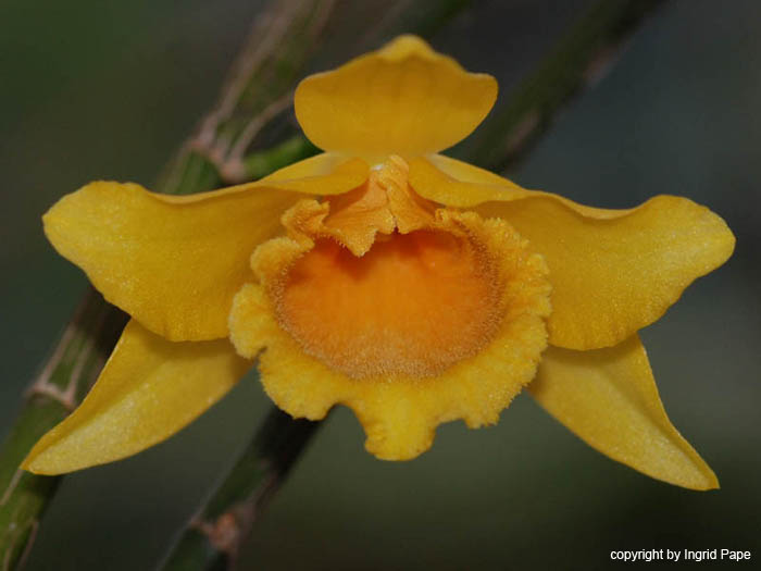 Dendrobium_henryi