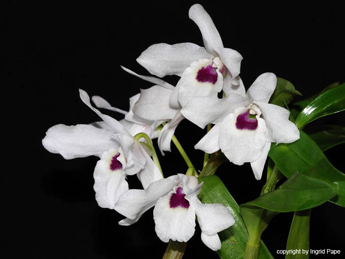 Dendrobium_lituiflorum_semi_alba