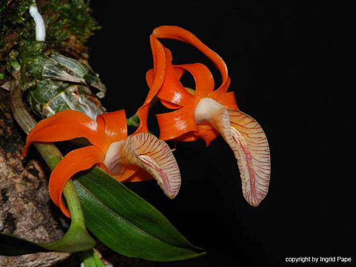 Dendrobium_unicum