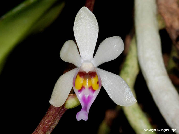Diploprora_truncata