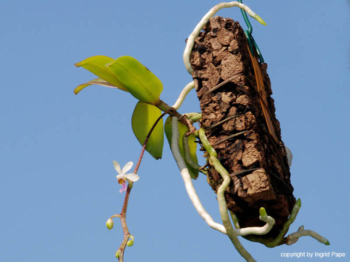 Diploprora_truncata2
