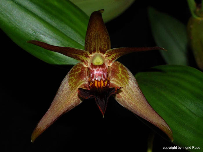 Epigeneium_amplum_dunkel