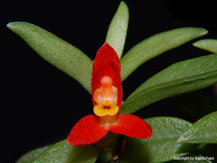 Fernandezia_maculata