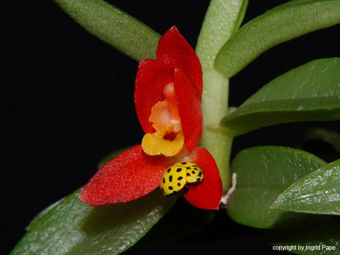Fernandezia_maculata2