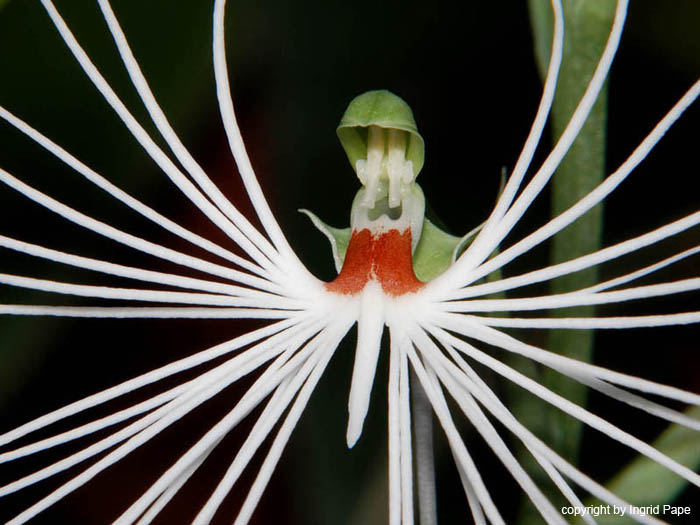 Habenaria_myriotricha_H_medusa