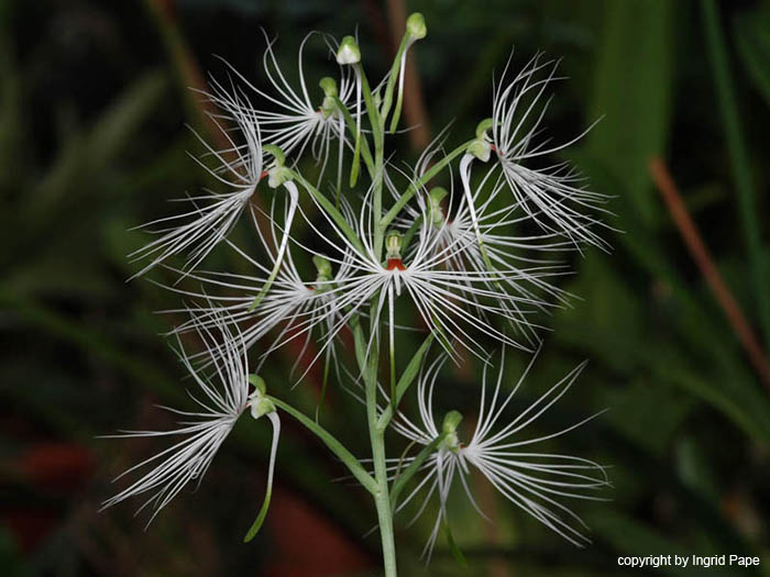 Habenaria_myriotricha_H_medusa2