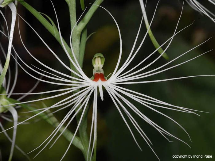 Habenaria_myriotricha_H_medusa3