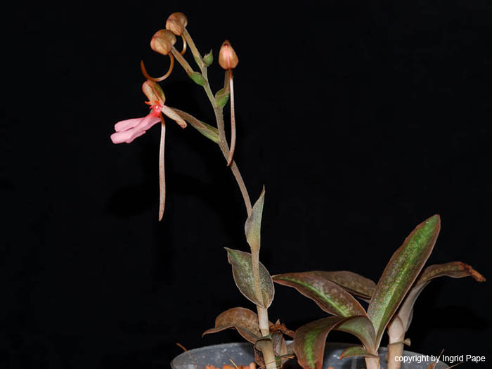 Habenaria_spec