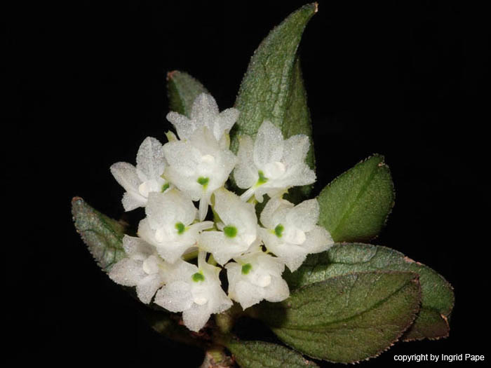 Hymenorchis_javanica
