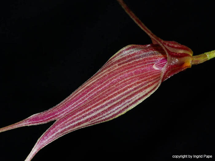 Masdevallia_patula