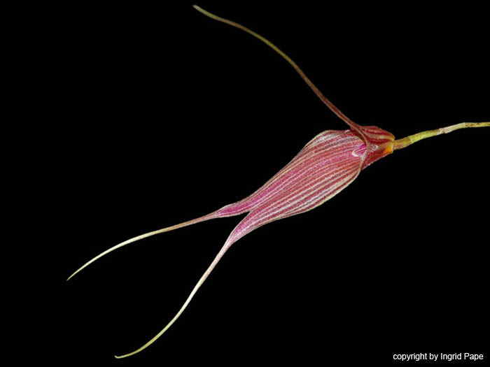 Masdevallia_patula2