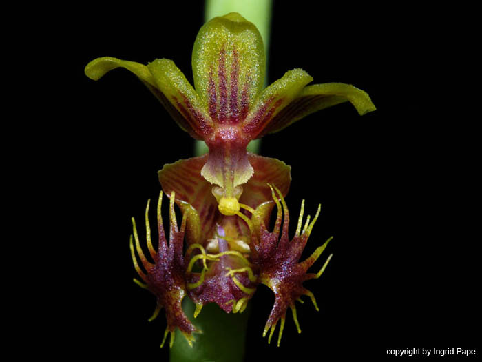 Ornithochilus_difformis_var_difformis