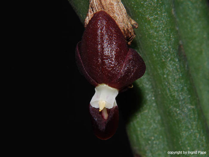 Pleurothallis_penelops