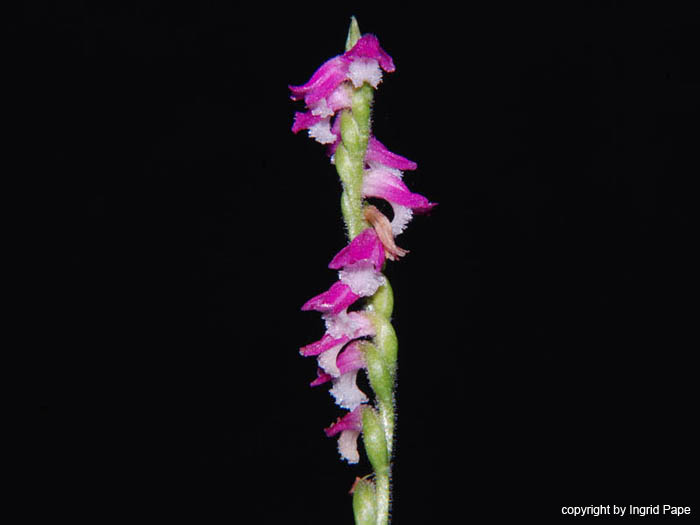 Spiranthes