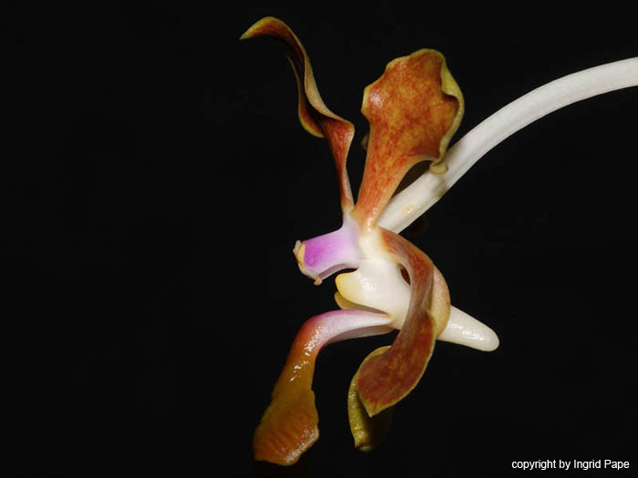 Vanda2