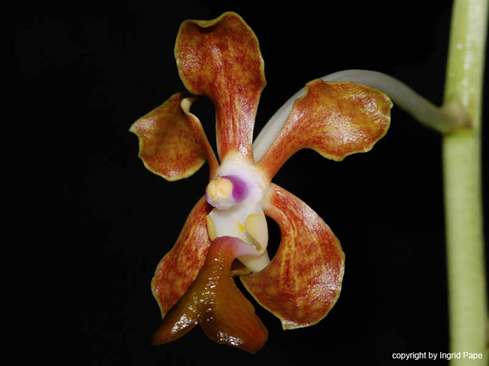 Vanda_liouvillei