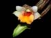 Dendrobium_bellatulum