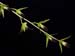 Dendrobium_hemimelanoglossum