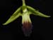 Dendrobium_hemimelanoglossum3